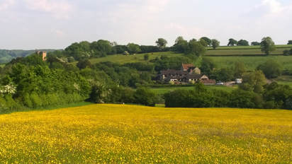 Cameley, BS39 5AH, Somerset Holidays, Somerset Hotels, Somerset Accommodation, Hotels Chew Magna, Hotels Paulton, Hotels Midsomer Norton, The natural meadows have some beautiful rare plants.