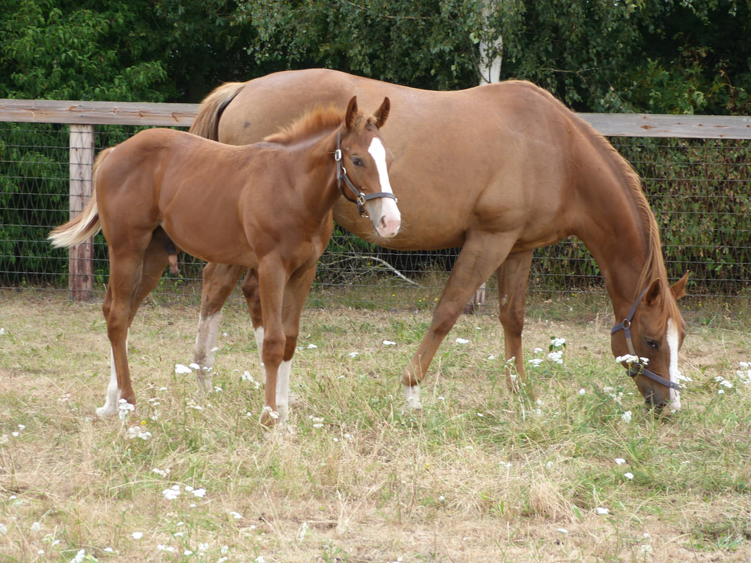 Cameley Lodge near Temple Cloud sponsors Arcanista. The foal is by Mayson and is kept at a stud near Newmarket.